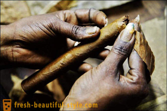Der Prozess der besten kubanischen Zigarren zu schaffen