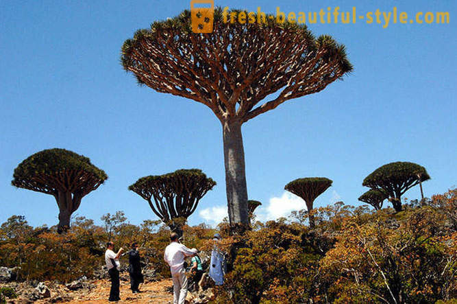 Reisen auf die Insel Socotra