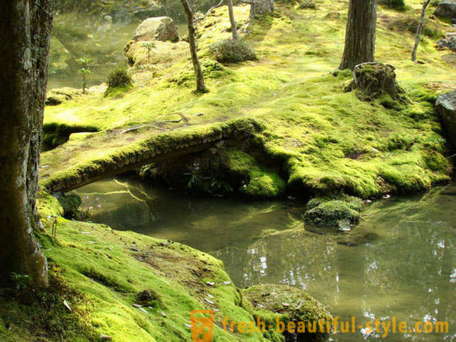 Moss Gärten in Japan