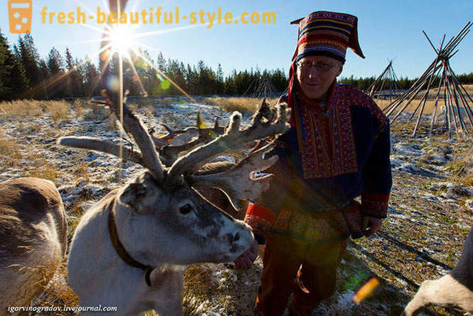 Auf der Suche nach Santa Claus in Rentiere Siberian Husky