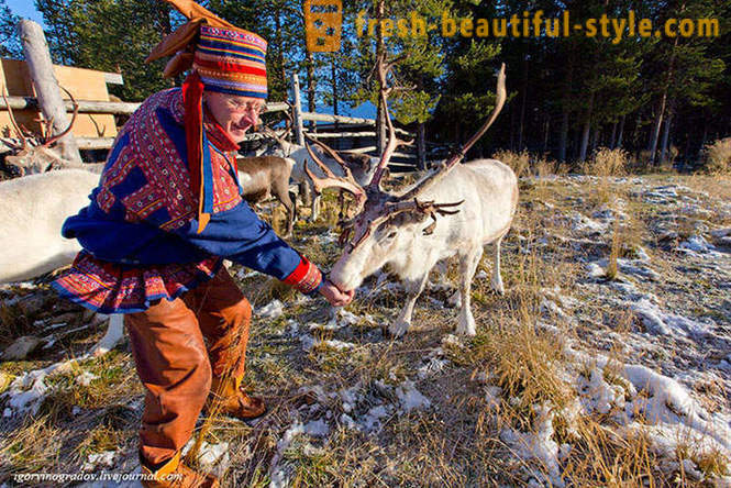 Auf der Suche nach Santa Claus in Rentiere Siberian Husky