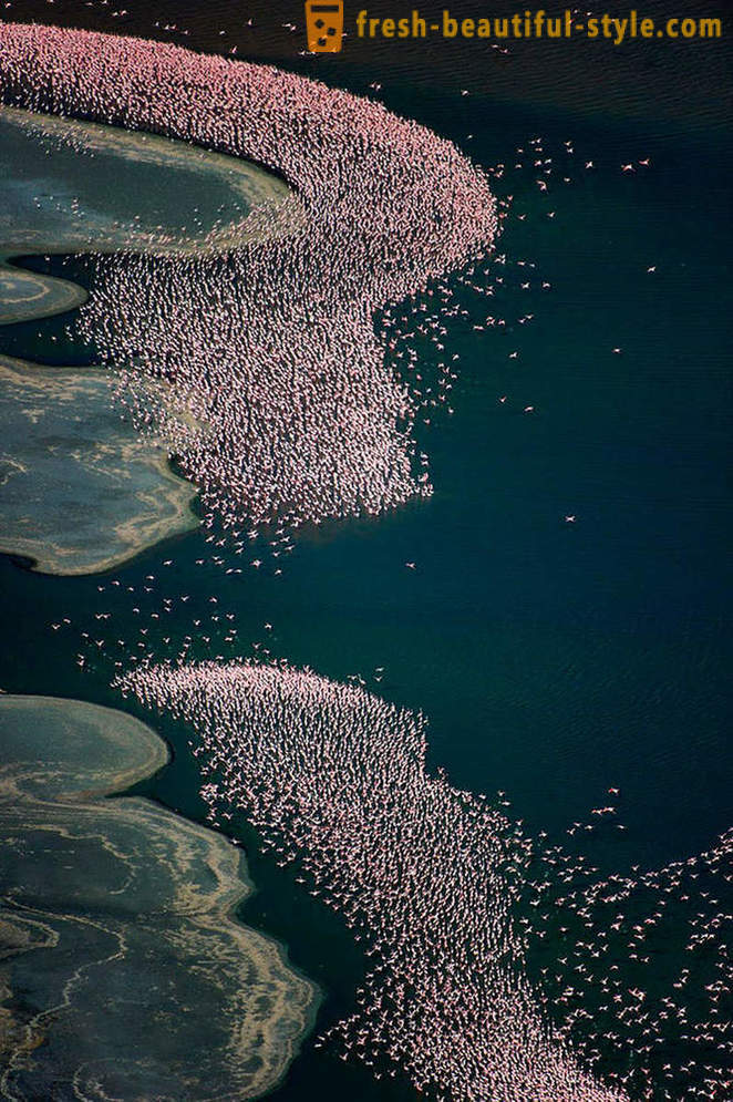 Land rosa Flamingos