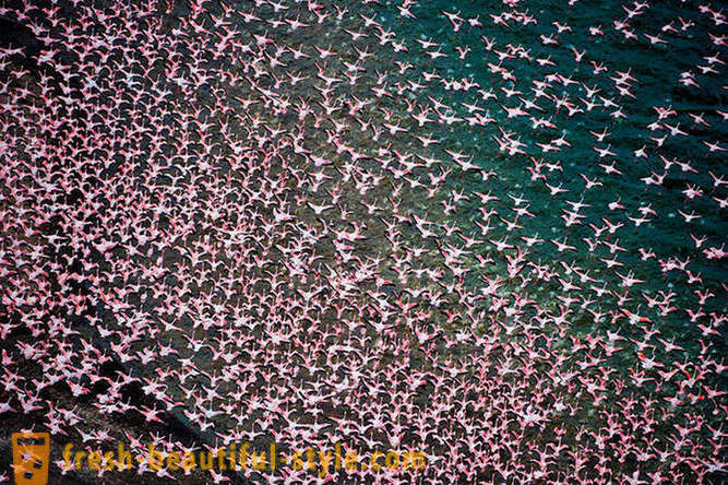 Land rosa Flamingos
