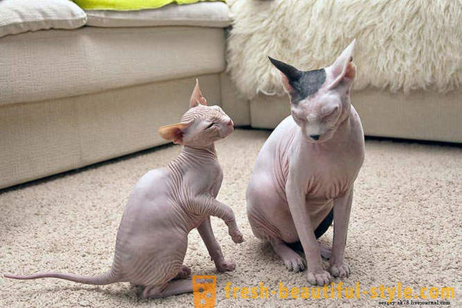 Hairless Katzen