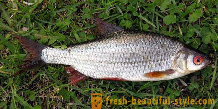 Roach - Fisch der Familie der Karpfenfische. Beschreibung und Foto. Wie die Plötze zu fangen?