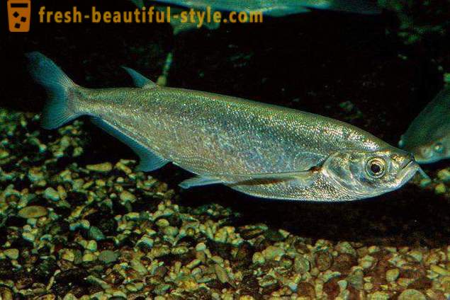 Wo die übliche Fisch sabrefish? Wie Fisch sabrefish kochen?