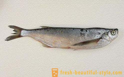 Wo die übliche Fisch sabrefish? Wie Fisch sabrefish kochen?
