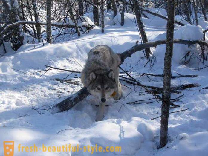 Wolf Jagd. Methoden der Jagd Wölfe