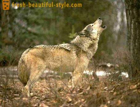 Wolf Jagd. Methoden der Jagd Wölfe